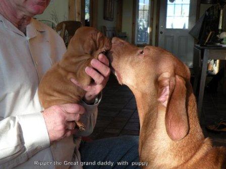 Vizsla dog licking puppy