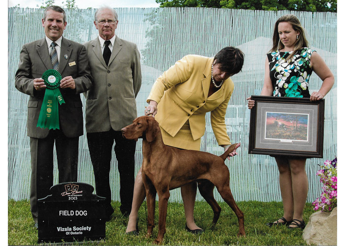 Zeus- Filed Dog Winner - Vizsla Society of Ontario
